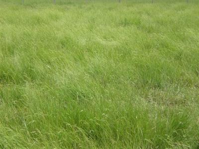 Brachiaria humidicola cv. Llanero (ex-dictyoneura)