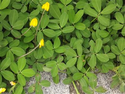 AMENDOIM FORRAGEIRO (Arachis Pintoi -cv. Amarillo) 