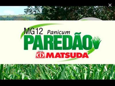 P. Maximum cv. Mg12 Paredão